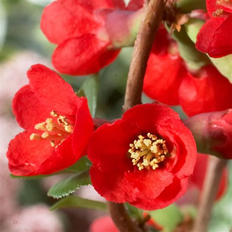 Texas Red Flowering Quince Texas Scarlet Flowering Quince Dallas
