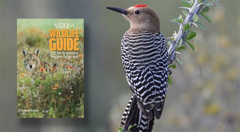 Get To Know Arizonas Animals In Our New Wildlife Guide