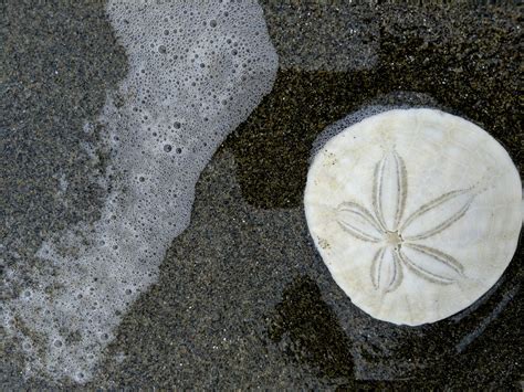 Sand Dollar Free Stock Photo Public Domain Pictures