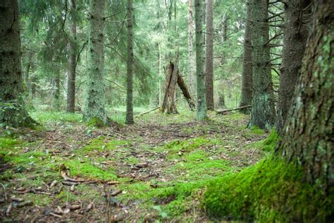 Deep Forest Stock Image Image Of Scene Woods Thicket 34158409