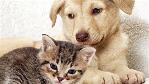 A cancer clinic for pet animals in Kerala | lifestyle | Hindustan Times