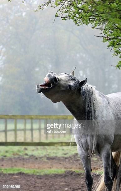 Horse Yawn Photos And Premium High Res Pictures Getty Images