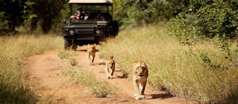 Kruger The Best South Africa Safari Adventures