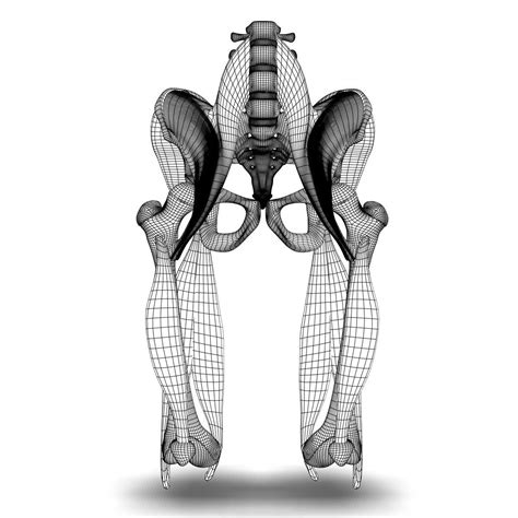 Human Pelvis Muscle Bone Anatomy 3d Model Max Obj 3ds Fbx C4d Lwo Lw