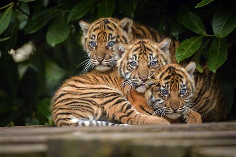 Zdjęcie Trzy Małe Tygrysy