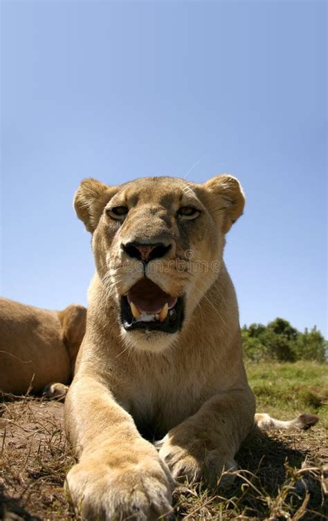 Female Lion In The Sun Stock Image Image Of Copy South 38786599