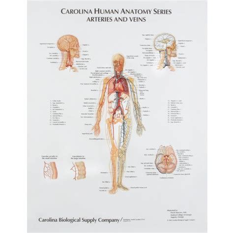 Twenty major arteries make a path through your tissues, where they branch into smaller vessels called arterioles. Arteries and Veins, Giant Carolina® Human Anatomy Series Chart | Carolina.com