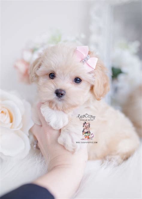 Teacup maltese and maltese puppies for sale. Morkie Puppies and Designer Breed Puppies For Sale by ...