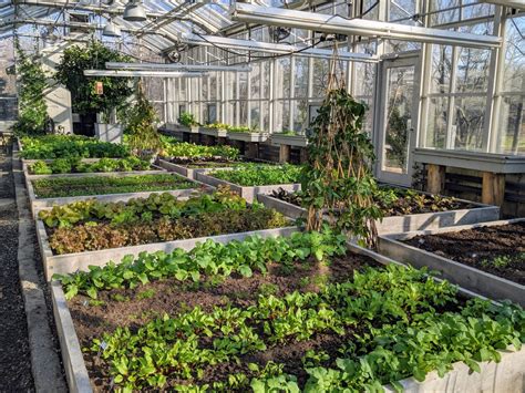 Inside My Vegetable Greenhouse The Martha Stewart Blog