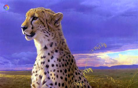 Amazing Animal Wallpapers Top Free Amazing Animal Backgrounds