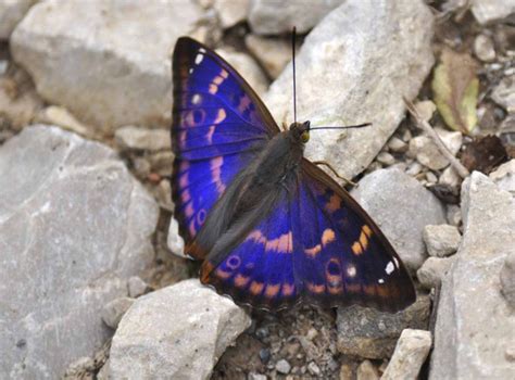 New Forest And The Purple Emperor Butterfly Wildlife Weekend The