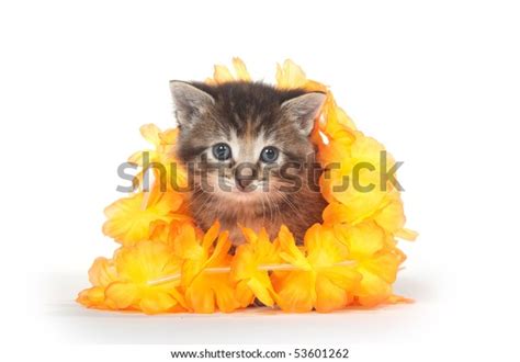 Cute Tabby Kitten Surrounded By Yellow Stock Photo 53601262 Shutterstock