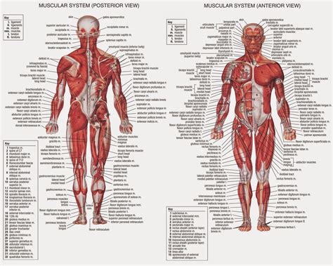 Músculos Do Corpo Humano Representam De A AskSchool