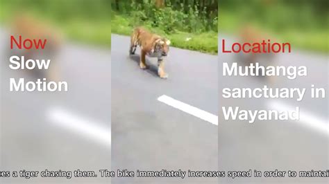 Tiger Chases Motorcycle Inside Muthanga Sanctuary In Wayanad In The