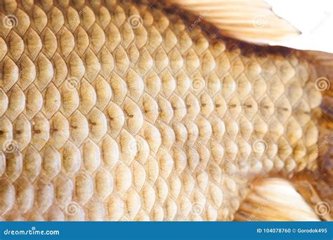 Fish Scales Skin Texture Macro View Geometric Pattern Photo Crucian