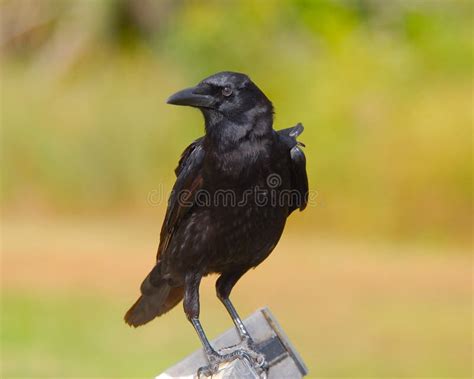 Black Crow Stock Image Image Of Standing Feathers Eyes
