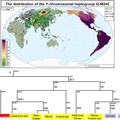 Pdf Phylogeography Of Human Y Chromosome Haplogroup Q3 L275 From An Academic Citizen Science