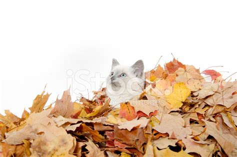 Cute Kitten Hiding In Leaves Stock Photo Royalty Free Freeimages