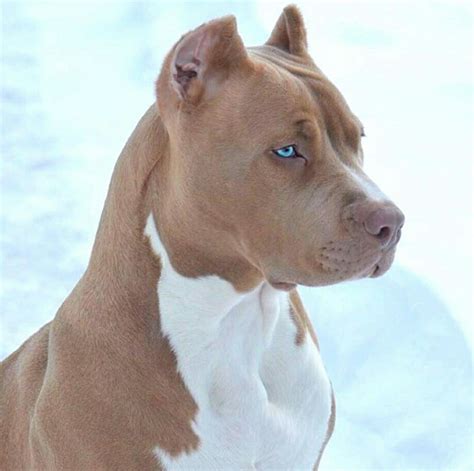 Pin By Andrea Andres On Dog Lovers Pitbull Dog Puppy Beautiful Dogs