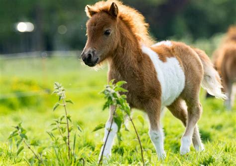 From first pony to field companion, shetland ponies can be worth their weight in gold. تولید مثل در اسب طی چه فرآیند و مراحلی انجام می شود ...
