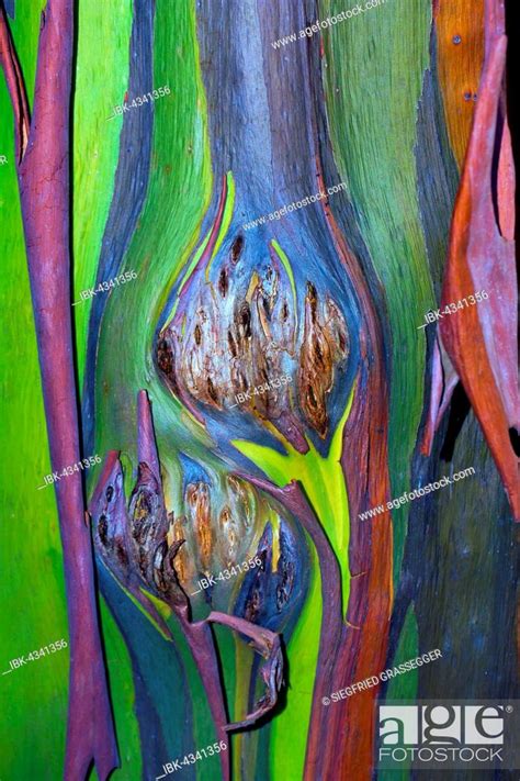 Colorful Bark On The Trunk Of A Rainbow Eucalyptus Tree Eucalyptus