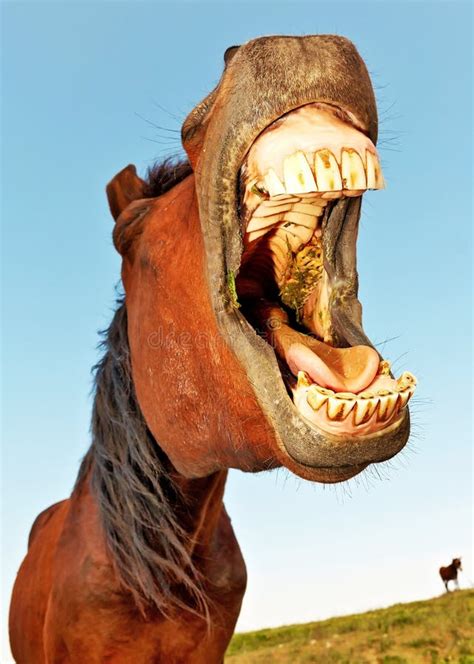 Funny Horse Stock Photo Image Of Laughter Nose Mouth 8523542