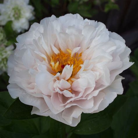 Paeonia Blushing Princess Flowers Pretty Lights Peonies