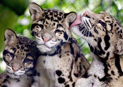 Clouded Leopard Cubs At Howletts Gareth Fuller Pa Imagesgetty