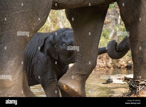Baby Elephants Holding Trunks Hi Res Stock Photography And Images Alamy