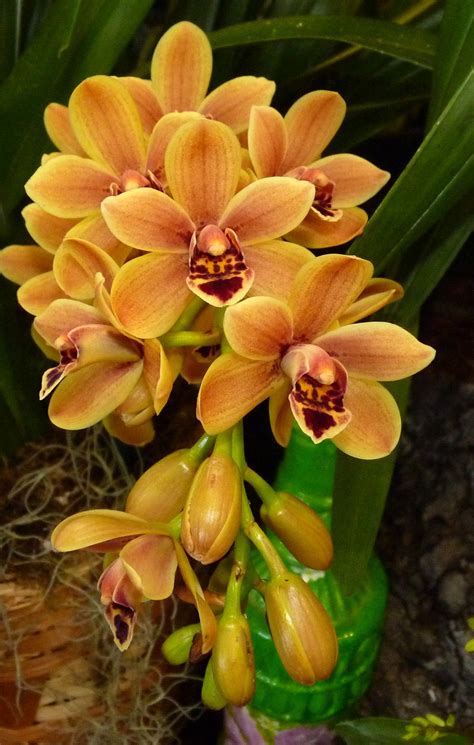 Hoa Phong Lan Vi T Vietnam Orchids About Cymbidium Orchids Only Orchid Flower Flower Art