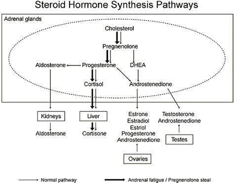 Adrenal Fatigue - Living Network