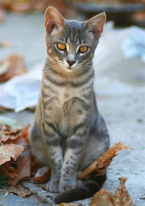 4630 Best Images About Gato On Pinterest Persian Maine
