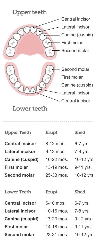 Primary Teeth Chart Boston Dentist Congress Dental Group 160