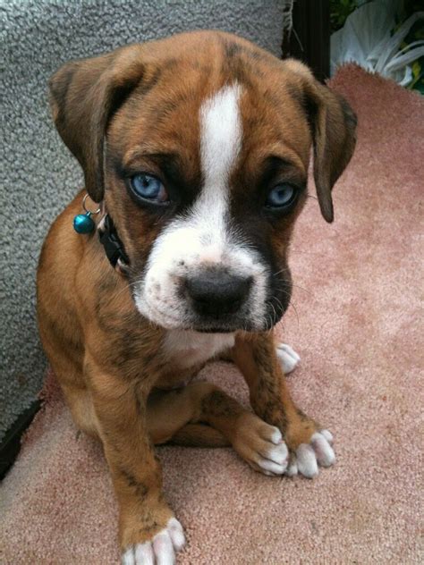 The merle is a male with blue eyes. Blue eyed boxer puppy...sooo in love | Boxer puppies ...