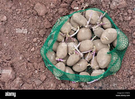 Seed Potatoes Ready For Planting Stock Photo Alamy