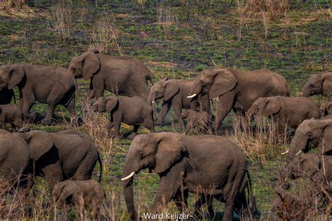 Herd Of Elephants Hluhluwe Imfolozi Park Ward Keijzer Flickr
