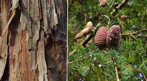 Types Of Cedar Trees With Identification Guide Pictures And Name