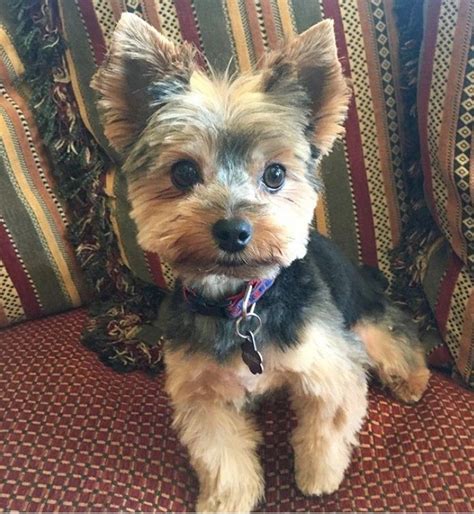 Yorkie Puppy Haircut Female And Puppy Yorkie Haircut Yorkie Puppy