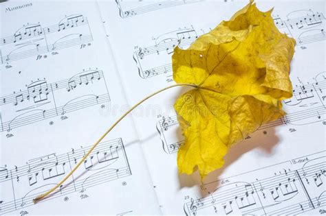 Dry Yellow Maple Leaf Lying On The Opened Sheet Music Of Schumann R On