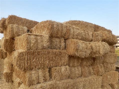 Piled Stacks Of Dry Golden Hay Straw Stock Photo Image Of Farmland
