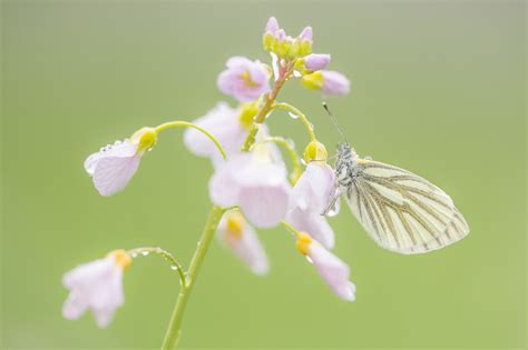 How To Identify White Butterflies Butterfly Conservation