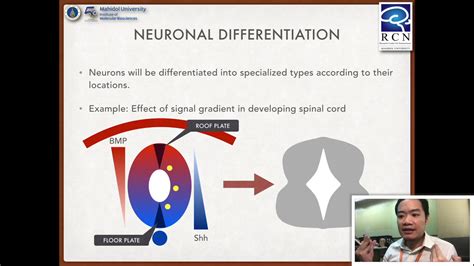 Foundation Of Neuroscience 52 Neurogenesis Migration And