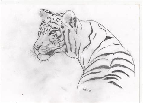 Https://wstravely.com/draw/how To Draw A White Tiger