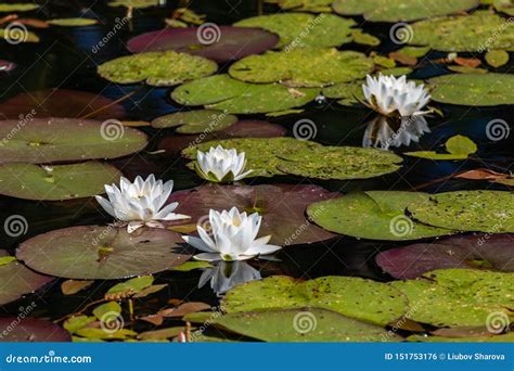 Water Lilies On Pond Stock Photo Image Of Landscape 151753176