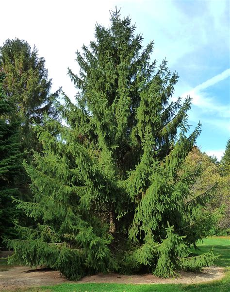 25 Best Evergreen Trees For Privacy And Year Round Greenery