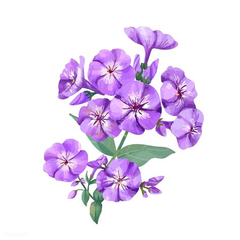 Download Premium Vector Of Hand Drawn Purple Phlox Flower Illustration