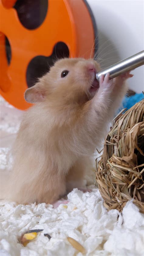Dont Forget To Hydrate Rhamsters