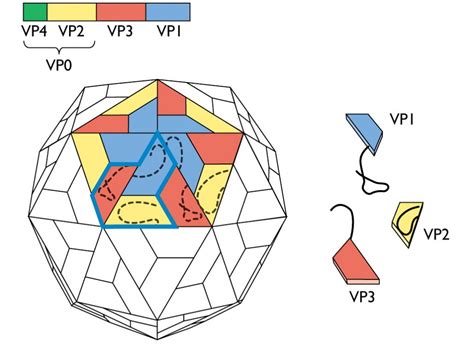 Compare the structures of a prokaryote and a virus. Virus structure