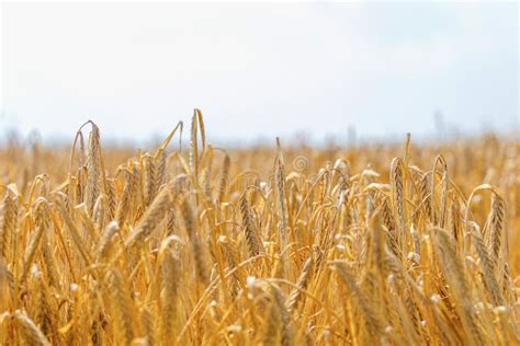 Golden Ears Of Wheat In Summer On The Field Wheat Background Stock Image Image Of Crop