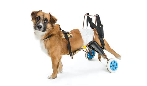 Still learning) 3/4 of the cart build is in this video. How To Make A Dog Wheelchair: A DIY Guide - Top Dog Tips